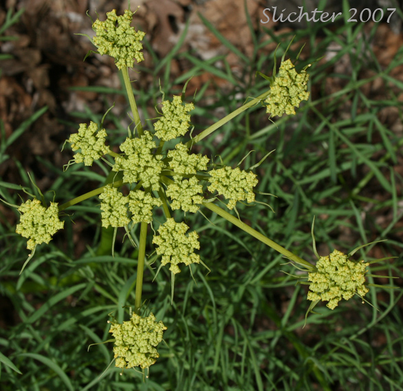 Inflorescence of Suksdorf's Desert Parsley, Suksdorf's Lomatium: Lomatium suksdorfii (Synonym: Cogswellia suksdorfii)