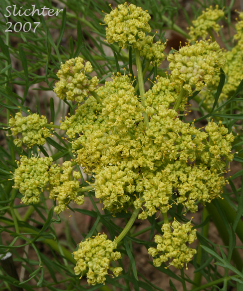 Inflorescence of Suksdorf's Desert Parsley: Lomatium suksdorfii