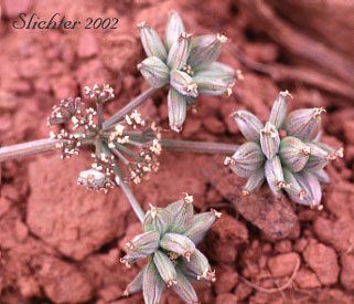 Watson's Desert Parsley, Watson's Desert-parsley, Watson's Lomatium: Lomatium watsonii (Synonym: Lomatium frenchii)