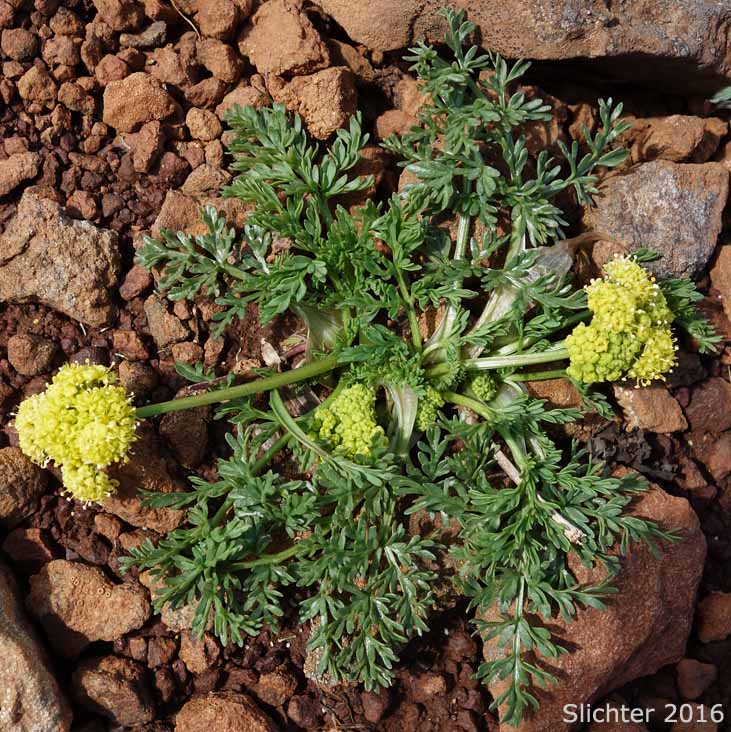 Watson's Desert Parsley, Watson's Desert-parsley, Watson's Lomatium: Lomatium watsonii (Synonym: Lomatium frenchii)