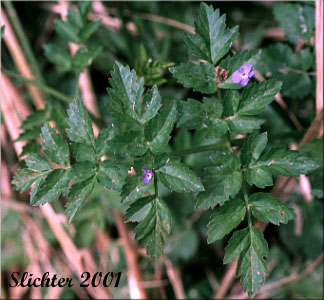 Leaves of American Water Parsley, Pacific Water-dropwort, Pacific Water Parsley, Water-parsley, Water Parsley: Oenanthe sarmentosa