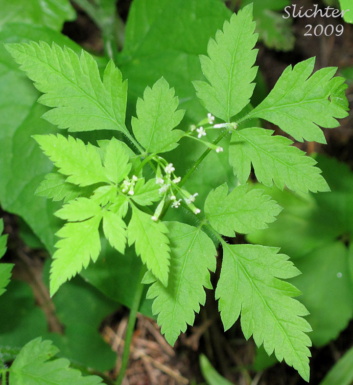 Chilean Sweet-cicely, Common Sweet Cicely, Mountain Sweet-cicely: Osmorhiza berteroi (Synonyms: Osmorhiza brevipes, Osmorhiza chilensis, Osmorhiza divaricata, Osmorhiza intermedia, Osmorhiza nuda, Osmorhiza nuda var. brevipes, Osmorhiza nuda var. divaricata, Scandix divaricata, Washingtonia brevipes, Washingtonia divaricata, Washingtonia intermedia)