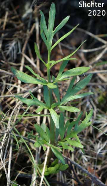 Common Yampah, Gairdner's Yampah, Gardner's Yampah, Squawroot, Western False Caraway: Perideridia gairdneri ssp. borealis (Synonym: Perideridia montana)