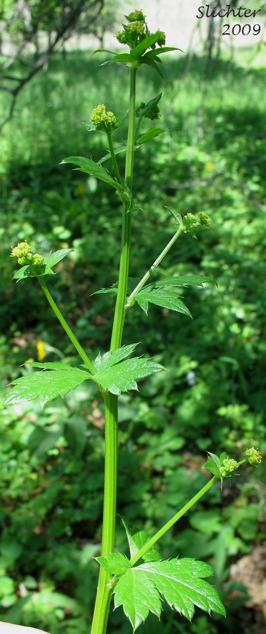Upper stem leaves and inflorescence of Pacific Sanicle, Pacific Snakeroot, Western Snakeroot: Sanicula crassicaulis var. crassicaulis (Synonyms: Sanicula crassicaulis,Sanicula menziesii)