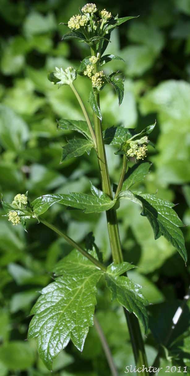 The upper stem leaves and inflorescence of Pacific Sanicle, Pacific Snakeroot, Western Snakeroot: Sanicula crassicaulis var. crassicaulis (Synonyms: Sanicula crassicaulis,Sanicula menziesii)