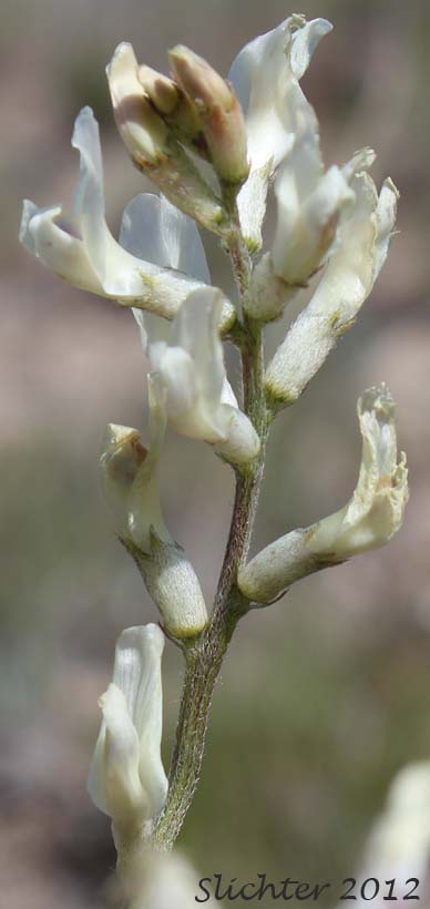 Inflorescence of Idaho Milkvetch, Idaho Milk-vetch, Stiff Milkvetch, Stiff Milk-vetch: Astragalus conjunctus var. rickardii (Synonym: Astragalus reventus var. conjunctus)