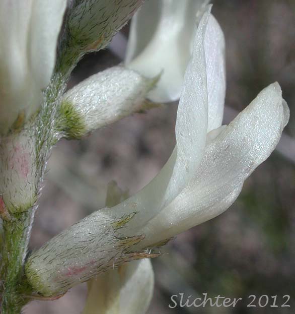 Close-up sideview of the calyx and corolla of Idaho Milkvetch, Idaho Milk-vetch, Stiff Milkvetch, Stiff Milk-vetch: Astragalus conjunctus var. rickardii (Synonym: Astragalus reventus var. conjunctus)
