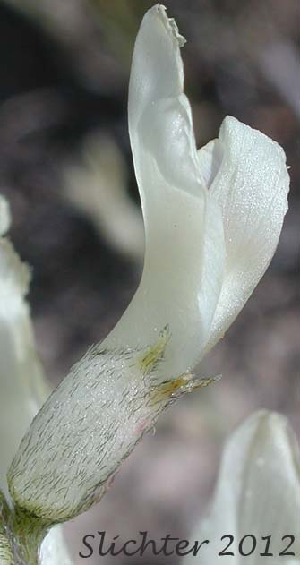 Close-up sideview of the calyx and corolla of Idaho Milkvetch, Idaho Milk-vetch, Stiff Milkvetch, Stiff Milk-vetch: Astragalus conjunctus var. rickardii (Synonym: Astragalus reventus var. conjunctus)