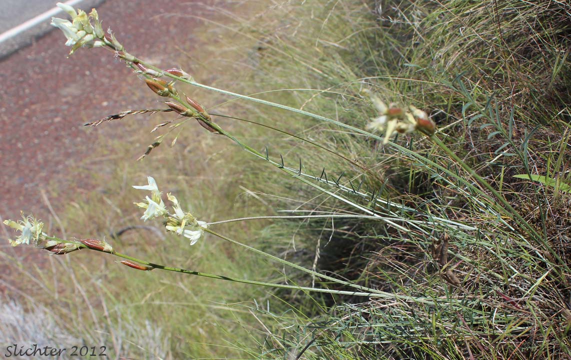 Idaho Milkvetch, Idaho Milk-vetch, Stiff Milkvetch, Stiff Milk-vetch: Astragalus conjunctus var. rickardii (Synonym: Astragalus reventus var. conjunctus)