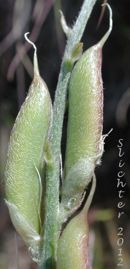 Close-up of the fruits of Idaho Milkvetch, Idaho Milk-vetch, Stiff Milkvetch, Stiff Milk-vetch: Astragalus conjunctus var. rickardii (Synonym: Astragalus reventus var. conjunctus)
