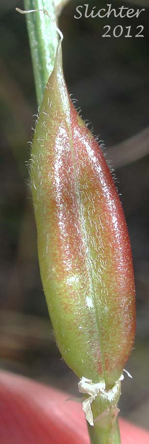 Close-up of a fruit of Idaho Milkvetch, Idaho Milk-vetch, Stiff Milkvetch, Stiff Milk-vetch: Astragalus conjunctus var. rickardii (Synonym: Astragalus reventus var. conjunctus)