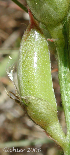 Hairy pod of Hood River Milkvetch, Hood River Milk-vetch: Astragalus hoodianus (Synonyms: Astragalis conjunctus var. oxytropoides, Astragalus reventus var. oxytropidoides, Cnemidophacos knowlesianus)