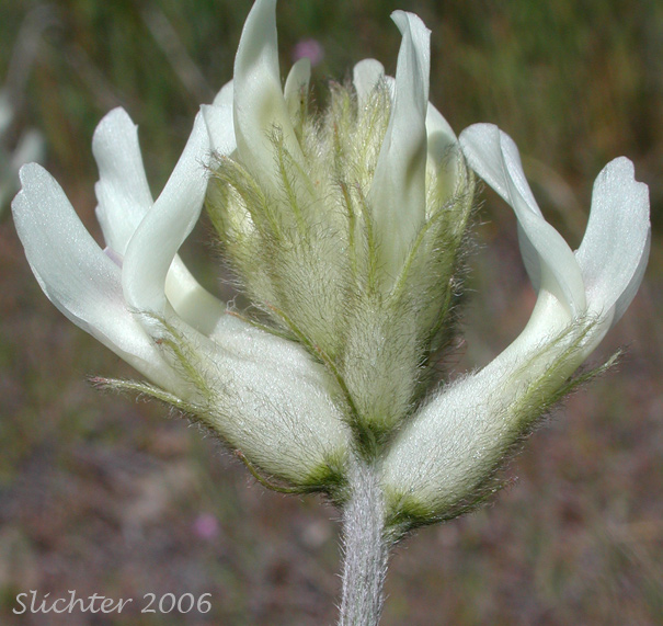 Hood River Milk-vetch: Astragalus hoodianus