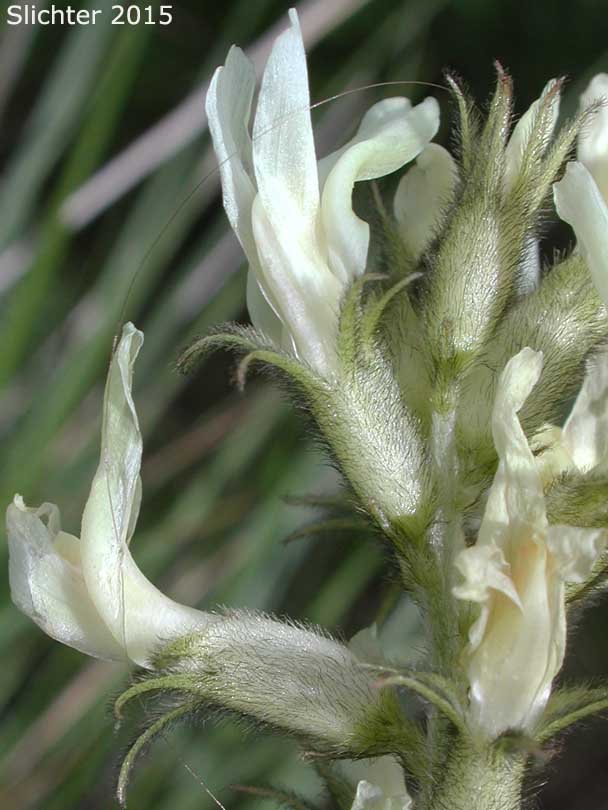 Flowers of Hood River Milkvetch, Hood River Milk-vetch: Astragalus hoodianus (Synonyms: Astragalis conjunctus var. oxytropoides, Astragalus reventus var. oxytropidoides, Cnemidophacos knowlesianus)