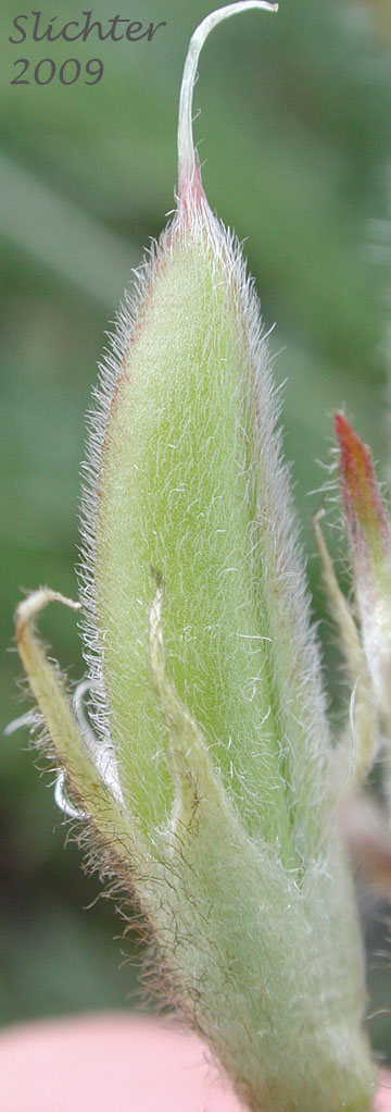 Hairy pod of Hood River Milkvetch, Hood River Milk-vetch: Astragalus hoodianus (Synonyms: Astragalis conjunctus var. oxytropoides, Astragalus reventus var. oxytropidoides, Cnemidophacos knowlesianus)