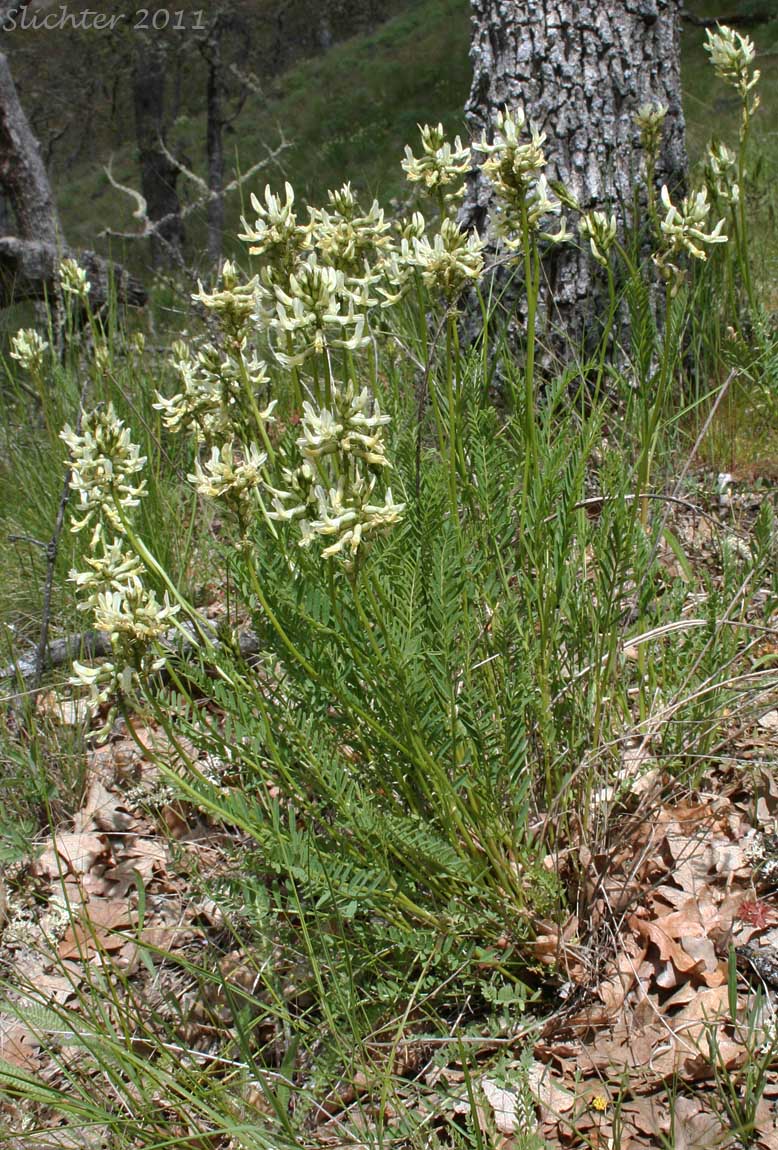 Hood River Milkvetch, Hood River Milk-vetch: Astragalus hoodianus (Synonyms: Astragalis conjunctus var. oxytropoides, Astragalus reventus var. oxytropidoides, Cnemidophacos knowlesianus)