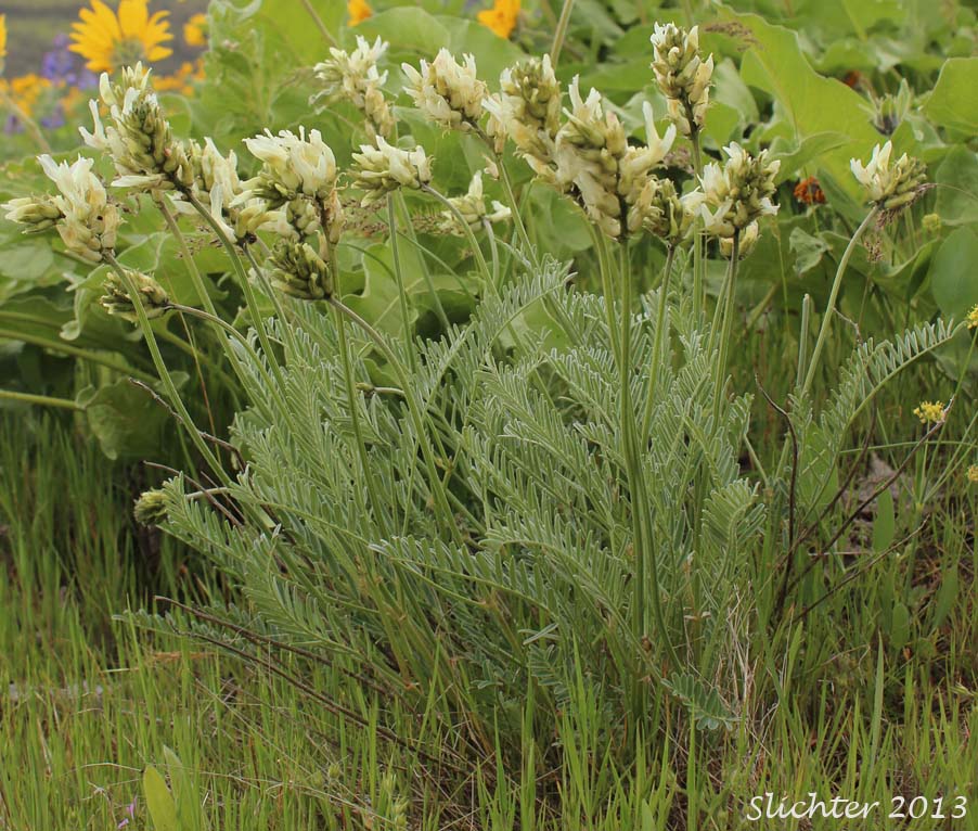 Hood River Milkvetch, Hood River Milk-vetch: Astragalus hoodianus (Synonyms: Astragalis conjunctus var. oxytropoides, Astragalus reventus var. oxytropidoides, Cnemidophacos knowlesianus)