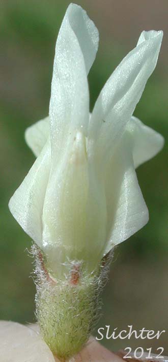 Close-up view of the underside of the calyx and corolla of Howell's Milkvetch: Astragalus howellii (Synonym: Astragalus howellii var. howellii)