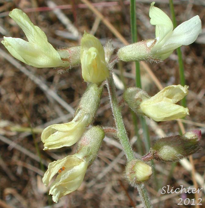 Close-up of the inflorescence of Howell's Milkvetch: Astragalus howellii (Synonym: Astragalus howellii var. howellii)