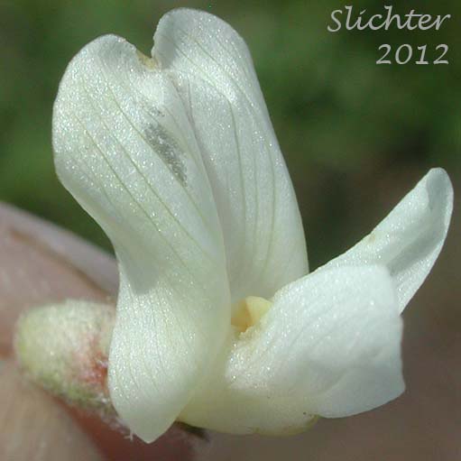 Close-up frontal view of the corolla of Howell's Milkvetch: Astragalus howellii (Synonym: Astragalus howellii var. howellii)