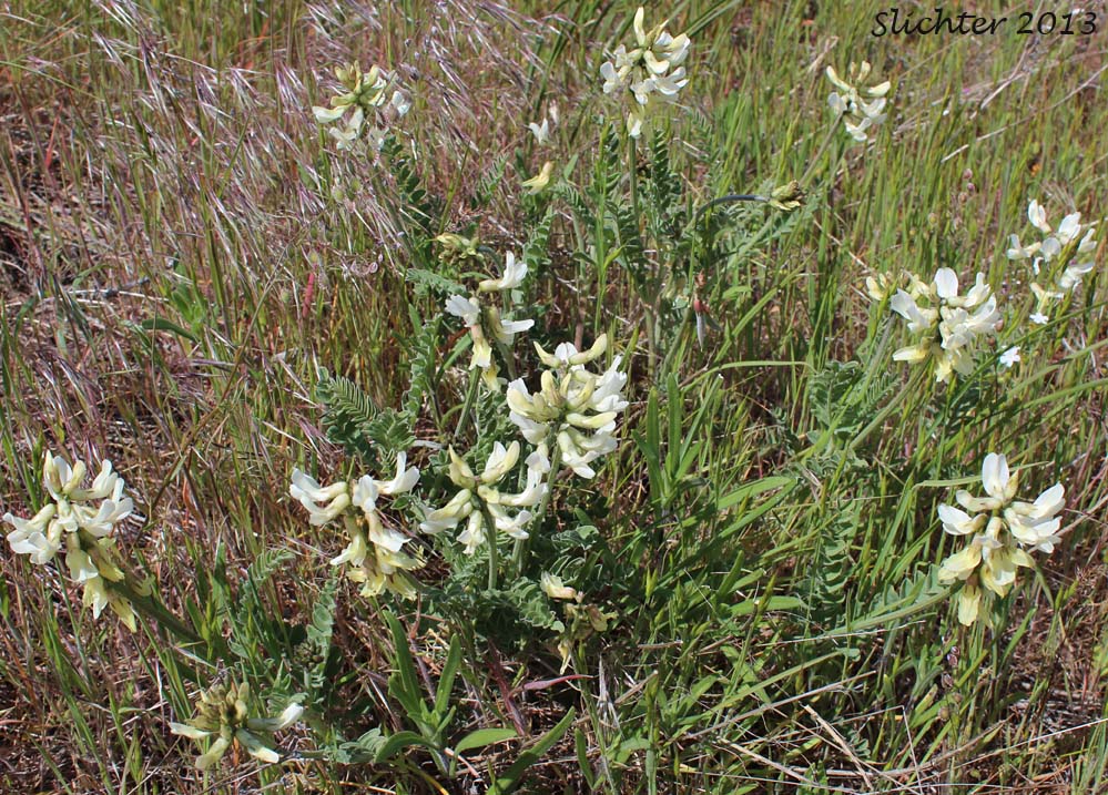 Howell's Milkvetch: Astragalus howellii (Synonym: Astragalus howellii var. howellii)