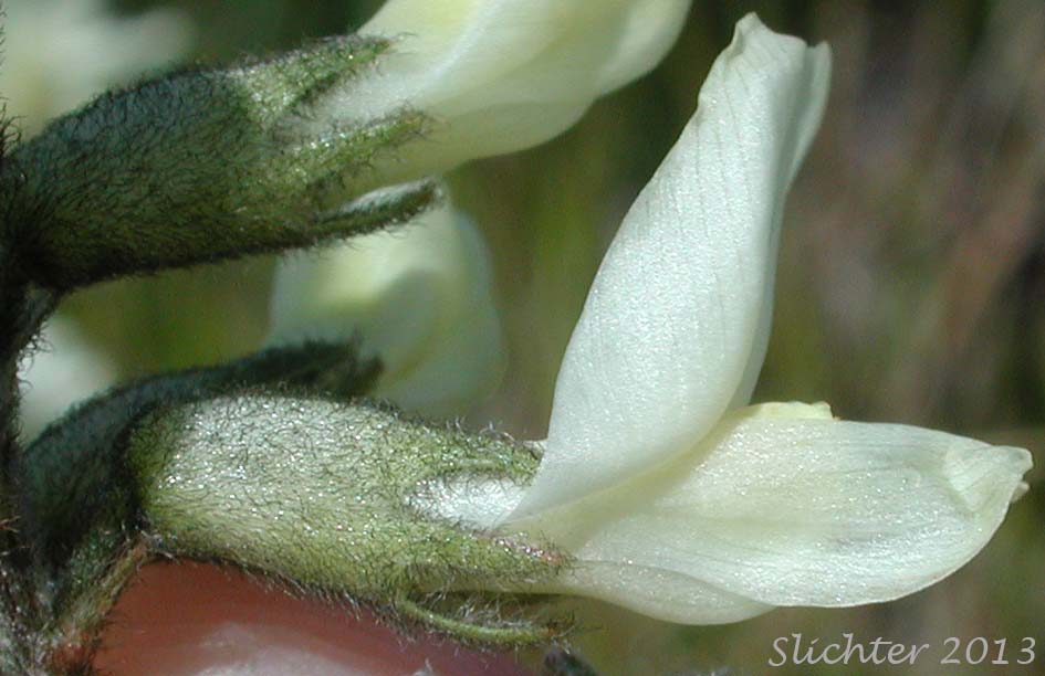 Close-up sideview image of a flower of Howell's Milkvetch: Astragalus howellii (Synonym: Astragalus howellii var. howellii)