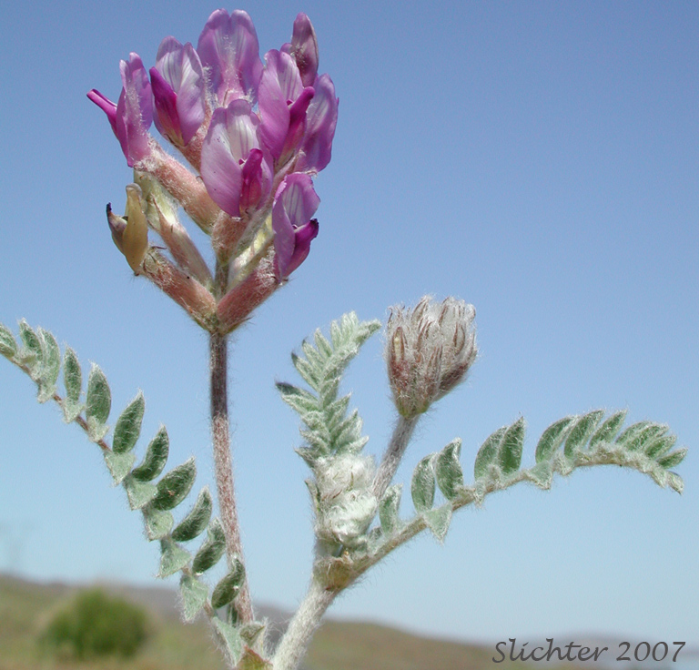 Inflorescence and upper stem leaves of Bent Milkvetch, Bent Milk-vetch, Hairy Milkvetch, Hairy Milk-vetch: Astragalus inflexus