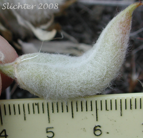 Woolly pod of Bent Milkvetch, Hairy Milk-vetch: Astragalus inflexus