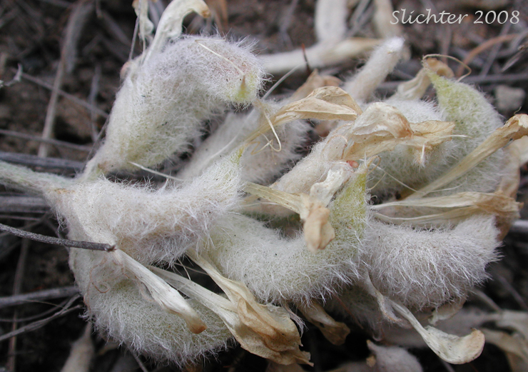 Woolly pods of Bent Milkvetch, Bent Milk-vetch, Hairy Milkvetch, Hairy Milk-vetch: Astragalus inflexus