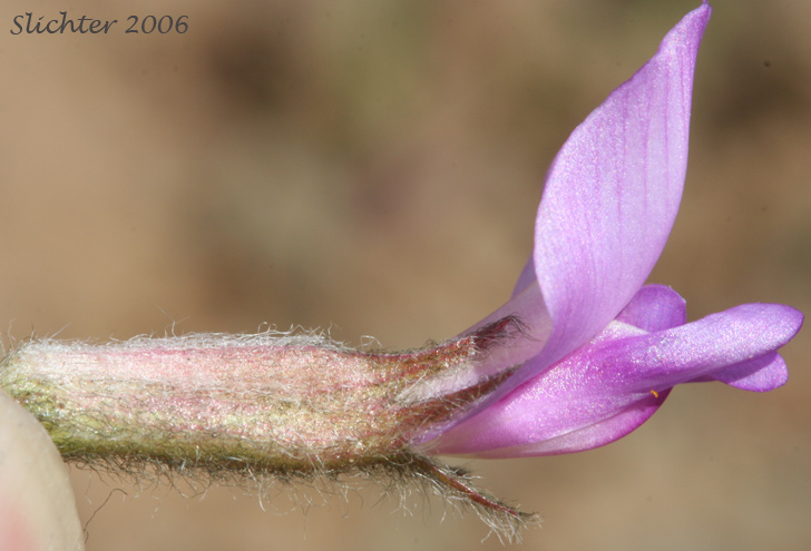 Calyx and corolla of Woolly-pod Milk-vetch, Gravel Milkvetch: Astragalus purshii var. glareosus (Synonyms: Astragalus glareosus, Astragalus ventosus)