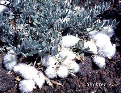 Woolly pods of Woollypod Milkvetch, Woolly-pod Milk-vetch: Astragalus purshii