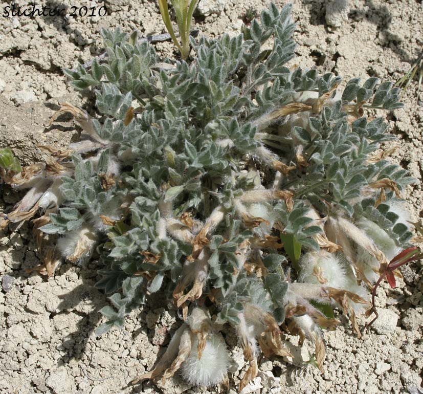 Woolly pods of Woolly-pod Milk-vetch, Gravel Milkvetch: Astragalus purshii var. glareosus (Synonyms: Astragalus glareosus, Astragalus ventosus)