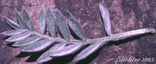 Pinnately compound leaf of Woolly-pod Milk-vetch, Gravel Milkvetch: Astragalus purshii var. glareosus (Synonyms: Astragalus glareosus, Astragalus ventosus)