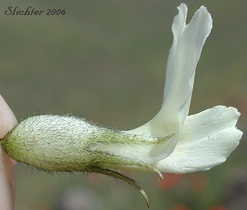 Sideview of the calyx and corolla of Yakima Milkvetch, Yakima Milk-vetch: Astragalus reventiformis (Synonym: Astragalus reventus var. canbyi)