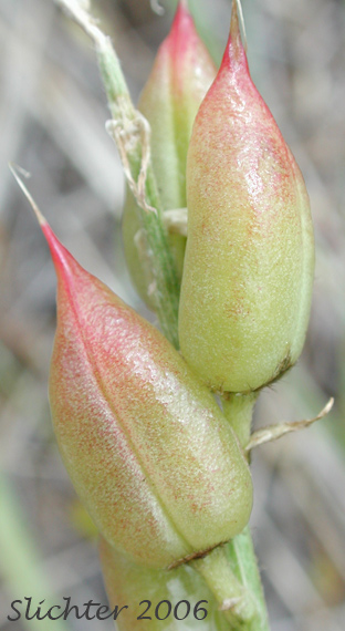 Glabrous pods of Yakima Milkvetch, Yakima Milk-vetch: Astragalus reventiformis (Synonym: Astragalus reventus var. canbyi)