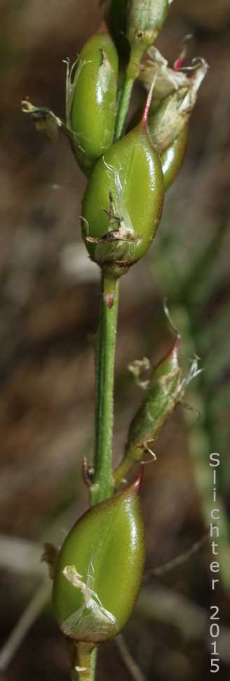 Fruits of Yakima Milkvetch, Yakima Milk-vetch: Astragalus reventiformis (Synonym: Astragalus reventus var. canbyi)