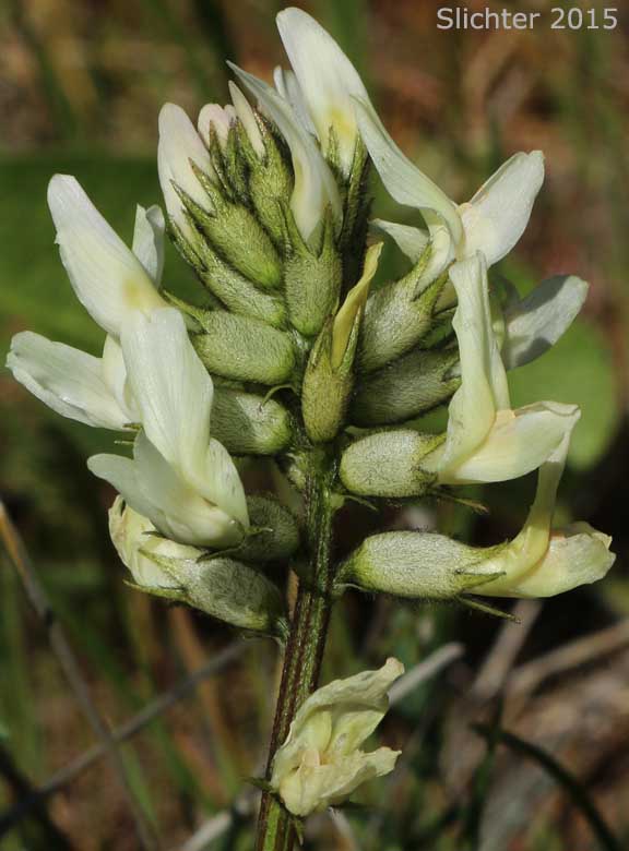 Inflorescence of Yakima Milkvetch, Yakima Milk-vetch: Astragalus reventiformis (Synonym: Astragalus reventus var. canbyi)