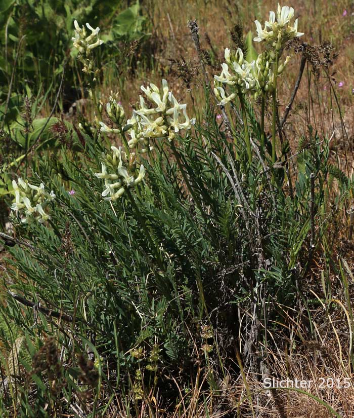Yakima Milkvetch, Yakima Milk-vetch: Astragalus reventiformis (Synonym: Astragalus reventus var. canbyi)