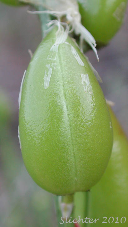 Ventral view of glabrous pod of Yakima Milkvetch, Yakima Milk-vetch: Astragalus reventiformis (Synonym: Astragalus reventus var. canbyi)