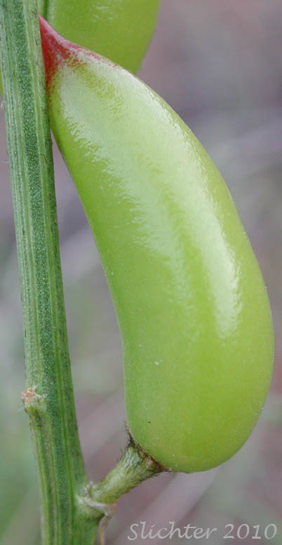 Sideview of the glabrous pod of Yakima Milkvetch, Yakima Milk-vetch: Astragalus reventiformis (Synonym: Astragalus reventus var. canbyi)