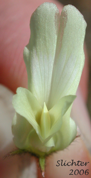 Frontal view of flower of Yakima Milkvetch, Yakima Milk-vetch: Astragalus reventiformis (Synonym: Astragalus reventus var. canbyi)