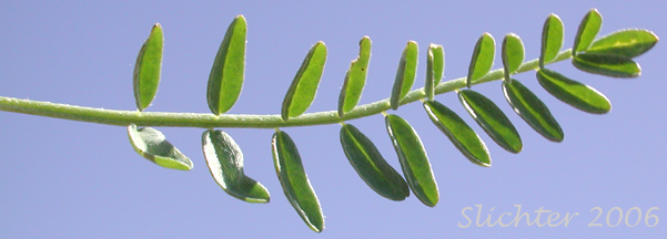 Pinnately compound leaf of Yakima Milkvetch, Yakima Milk-vetch: Astragalus reventiformis (Synonym: Astragalus reventus var. canbyi)