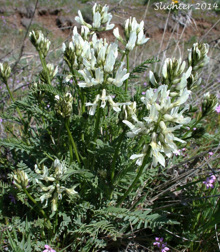 Yakima Milkvetch, Yakima Milk-vetch: Astragalus reventiformis (Synonym: Astragalus reventus var. canbyi)