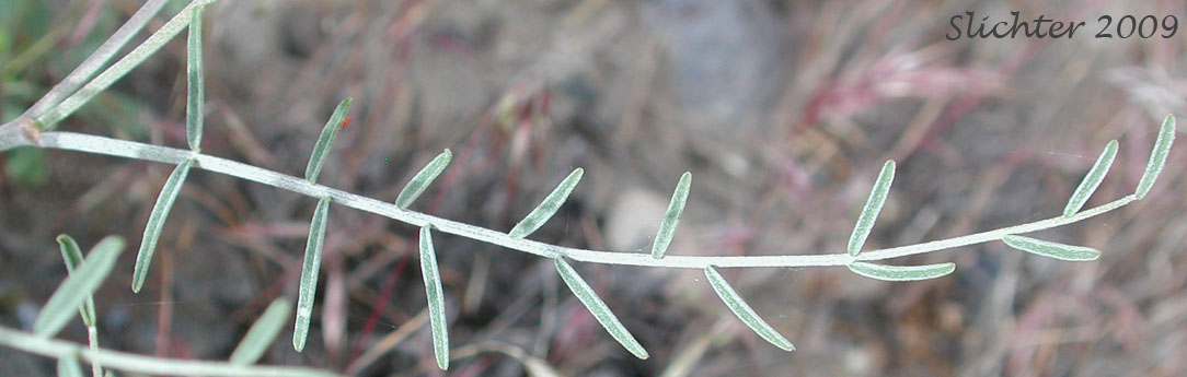 Leaf of Stalked-pod Milk-vetch, The Dalles Milk-vetch, Woody-pod Milk-vetch: Astragalus sclerocarpus