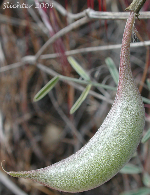 Pod of Stalked-pod Milkvetch, Stalked-pod Milk-vetch, The Dalles Milkvetch, Woody-pod Milkvetch: Astragalus sclerocarpus