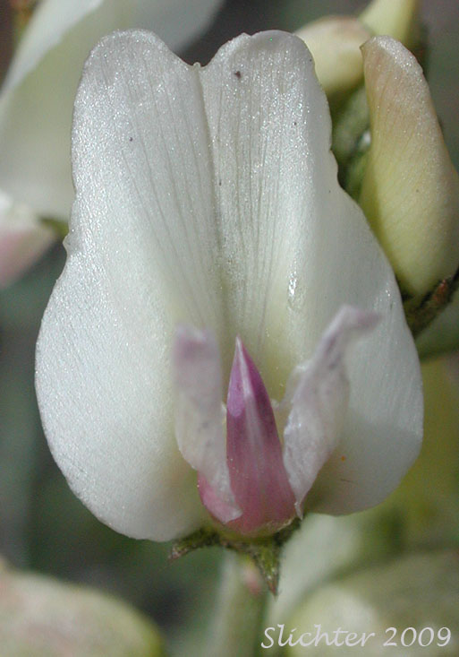 Frontal view of the flower of Stalked-pod Milkvetch, Stalked-pod Milk-vetch, The Dalles Milkvetch, Woody-pod Milkvetch: Astragalus sclerocarpus