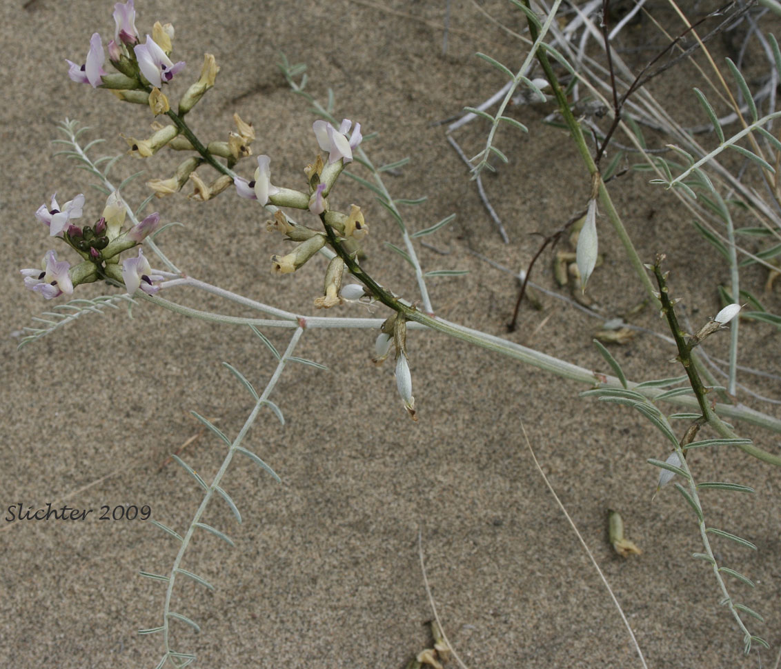 Stalked-pod Milkvetch, Stalked-pod Milk-vetch, The Dalles Milkvetch, Woody-pod Milkvetch: Astragalus sclerocarpus