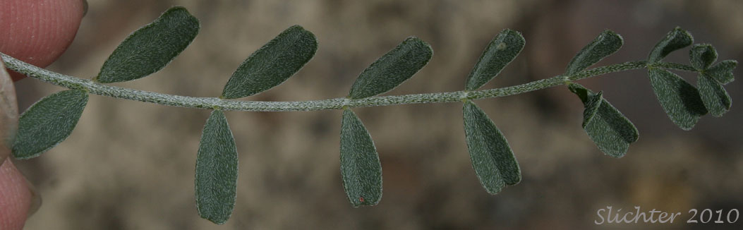 Leaf of Curvepod Milk-vetch, Curve-pod Milk-vetch, Medic Milk-vetch, Spiral-pod Milk-vetch, Threadstalk Milkvetch, Threadstalk Milk-vetch: Astragalus speirocarpus