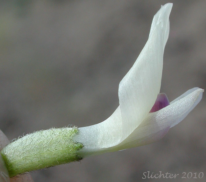 Flower of Curvepod Milk-vetch, Threadstalk Milk-vetch, Medic Milk-vetch, Spiral-pod Milk-vetch: Astragalus speirocarpus