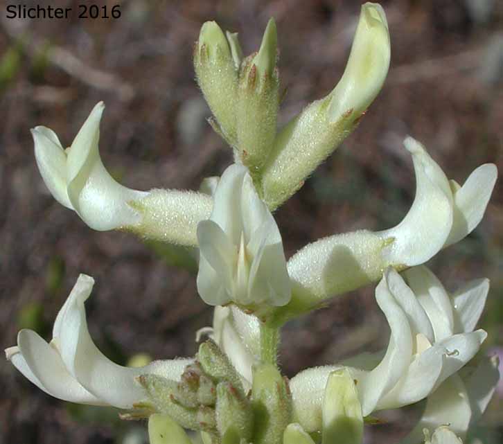 Flowers of Tweedy's Milkvetch, Tweedy's Milk-vetch: Astragalus tweedyi